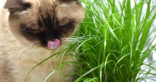 1000 Samen Katzengras (Avena strigosa) - Verdauungshilfe und Vitamine für Katzen