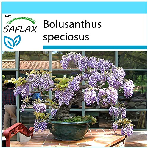 SAFLAX - Geschenk Set - Bonsai - Afrikanischer Blauregen - 15 Samen - Mit Geschenk- / Versandbox, Versandaufkleber, Geschenkkarte und Anzuchtsubstrat - Bolusanthus speciosus