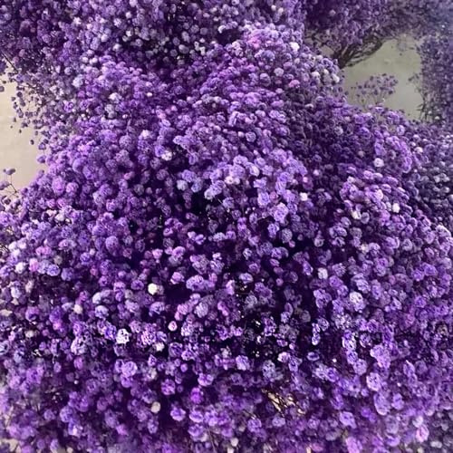 schleierkraut biosaatgut wildblumen balkonblumen gartenkräuter blumengarten kräutersamen kräutergarten mehrjährige stauden balkon garten bodendecker winterhart mehrjährig 700samen