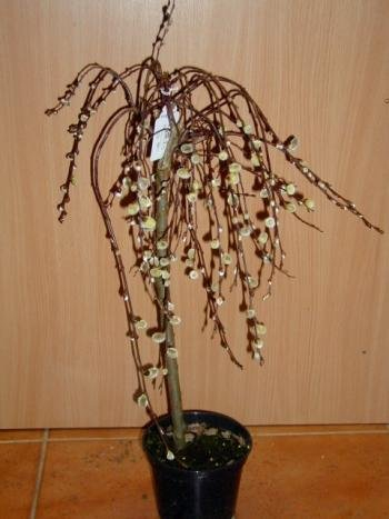 Kätzchenweide Salix caprea Pendula 80 cm Stammhöhe im 5 Liter Pflanzcontainer