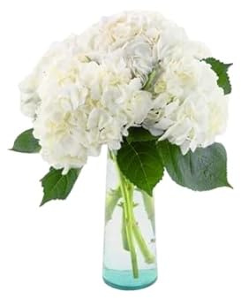 Bouquet de Hortensia Blanco Hydrangea con 10 Flores, Diseño Elegante para Regalos Exclusivos
