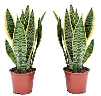 Plant in a Box - Sansevieria Laurentii - Set of 2 - Easy houseplant - Snake Plant - Mother-in-law's Tongue - Pot 12cm - Height 30-40cm