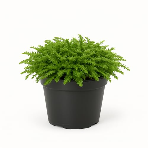 Coussin lilas (Cotula dioica « Hiesfeld d'hiesfeld d'»), 3 plantes, plante couvre-sol à feuilles persistantes pour jardin, rocaille et escaliers rocheux, facile d'entretien et robuste
