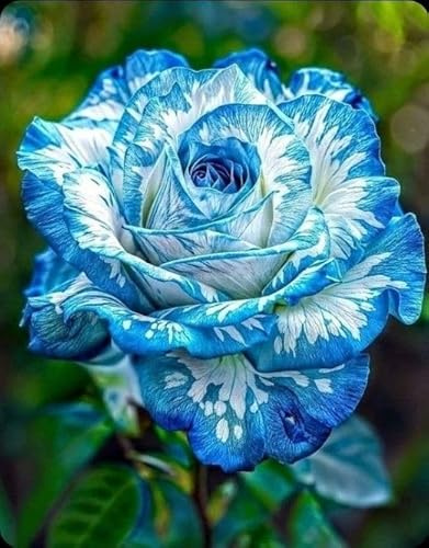 Rosa Rara - Arbusto de rosa perenne resistente - De fragancia intensa - Ideal para macetas y plantación en suelo - Hermoso diseño de jardines-1 root-I