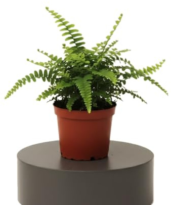 DECOALIVE Nephrolepis Exaltata Helecho Espada 25 cm, Maceta 12 cm y Follaje Verde para Crear Ambiente