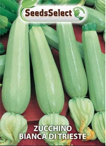 ZUCCHINO BIANCA DI TRIESTE SEMI IN BUSTINA