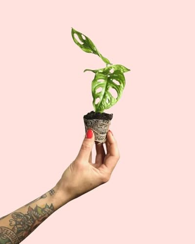 PUR PLANT Monstera adansonii mini | Planta natural de interior | Maceta de Ø5 cm | fácil de cuidar y decorativa