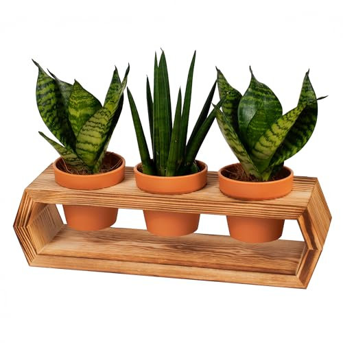 DekoBuzz Pflanzenregal aus massivem Holz mit 3 Plastik Blumentöpfen (7,4 cm) | Blumenständer im Wandvase Design | Holz Deko für Tisch, Wohnzimmer & Büro | 1er-Set