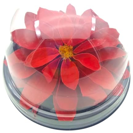 Preserved Red Dahlia Flower. Mini Terrarium Lotus Flower. Natural Preserved Red Dahlia, Lotus Flower. White Preserved Flowers. Give Preserved Flowers, Original Gift.