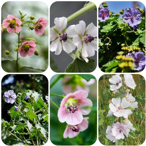 veri semi biologici di malva Althaea officinalis, vecchie varietà da esterno semi di decorazione da giardino per esterni giardino roccioso 200pcs
