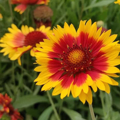 Gaillardia pulchella, nachhaltige geschenke Kokardenblume Staude Winterhart, geschenke für gartenliebhaber kräuterpflanzen seltene bodendecker blumensamen gastgeschenk 100Samen