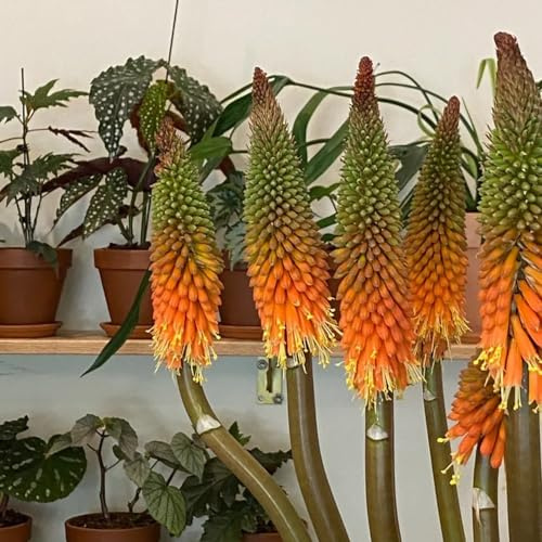 semi di giglio torcia farfalle per i luoghi soleggiati semi di organico resistenti per giardini rocciosi giardinieri resistenti 25pcs