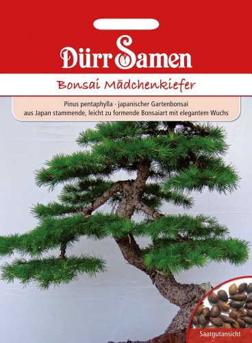 Dürr-Samen - Bonsai-Samen Mädchen-Kiefer elegant und leicht zu formen Saatgut