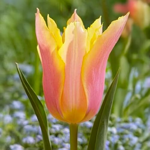 Bulbi di Tulipano FIORE DI GIGLIO | Bulbi provenienti dai migliori produttori Olandesi | Esclusiva selezione e controllo qualità | Fioritura garantita. (8 Tulipani Liliumformis MARIANNE)