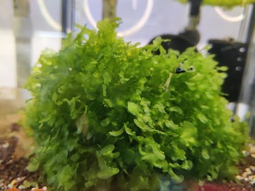 Garnelenglück - Süßwassertang - Lomariopsis lineata