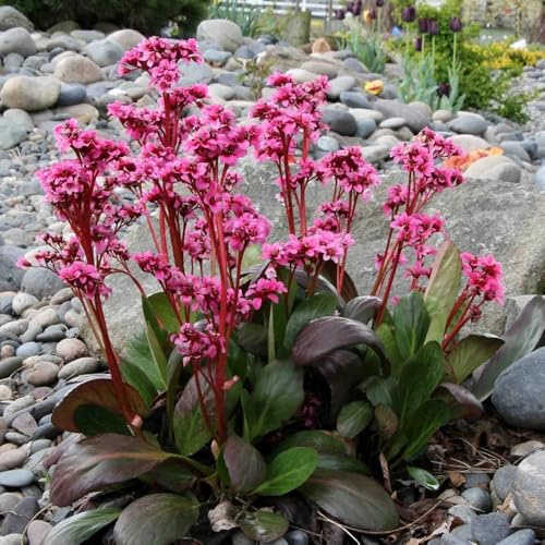 semillas resistentes de bergenia para camas elevadas, para balcones, bergenia cordifolia, resistentes, 200pcs