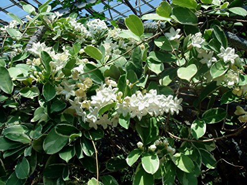 1 PIANTA DI STEPHANOTIS FLORIBUNDA GELSOMINO DEL MADAGASCAR IN VASO 12CM
