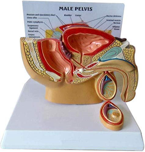 LBYLYH Modelo de porción pélvica Masculina Modelo de anatomía Humana Testo Modelo de Sistema urinario Agente de enseñanza Suministros de Laboratorio Recursos de Aprendizaje para la Escuela