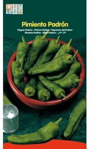 Sobre de Semillas de Pimiento Picante Pimiento del Padrón para Cultivar