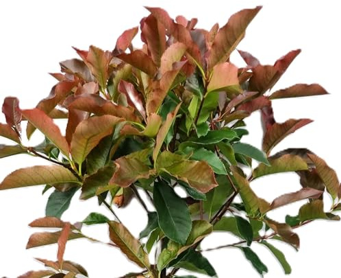 Photinia fraseri 'red Select' Glanzmispel 40-60 cm