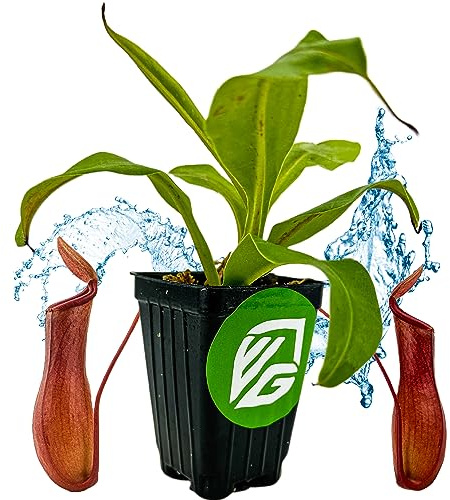 Alata Pitcher Plant - Nepenthes Live Carnivorous Plant by Wellspring Gardens - Easy to Grow Starter Bulbs Great for Nature Lovers & Gardeners - Outdoor & Indoor Aquatic Planting