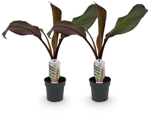 GreenboutiQ - Plante fruitière - Plante bananier - Ensete ventricosum Maurelli - Rustique - 2 plantes - Pot 12cm Hauteur 30cm