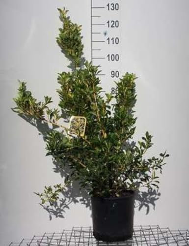 Euonymus jap. 'Aureus' ('aureopictus') - Fusain Du Japon 60-80 cm en pot
