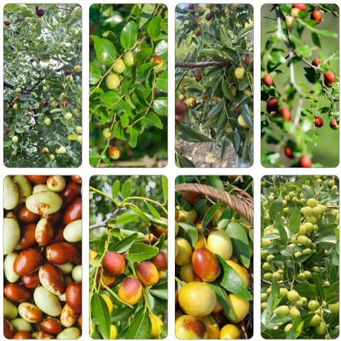 Jujube bonsai bäumchen kaufen winterharte kübelpflanzen säulenobst kübelpflanzen winterhart mehrjährig obstbaum biosaatgut topfpflanzen draußen winterhart indoor garten zwergobstbäume 8samen
