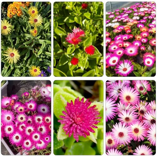 mittagsblume - hochbeet balkon dachbegrünung wildblumen balkonblumen bonsai topf zimmerpflanzen kräutersamen gartendeko für draußen dekopflanzen blumensaat wildblumensamen bodendecker 700samen