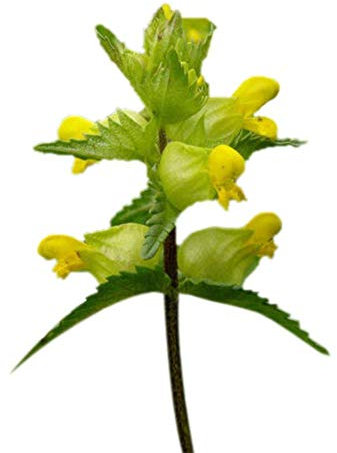 PREMIER SEEDS DIRECT - Yellow Rattle - 2 Grams, Approx 600 Seeds