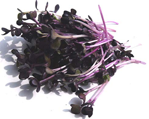 BIO Keimsprossen Radies Vulcano Samen für die Sprossenanzucht Sprossen Microgreen Mikrogrün (250 g)
