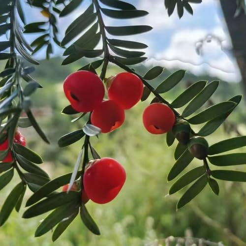 Semi di Taxus baccata, interno di tasso, crescita mini giardino, vero 90pcs