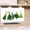 GRAZDesign Spritzschutz Küchenrückwand Glas Küche für Herd & Küchenspüle, Weiß mit Kräuter - Glasplatte für Rückwand Küchenwand Wandschutz 80x60cm