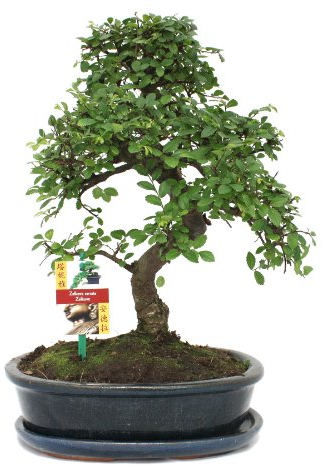 Exotenherz - Bonsai Chinesische Ulme - Ulmus parviflora - ca. 10 Jahre