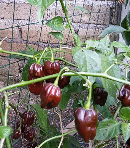 Semi Pepperoncino-nero Chocolate nero Bolivian Pink Seeds ONLY
