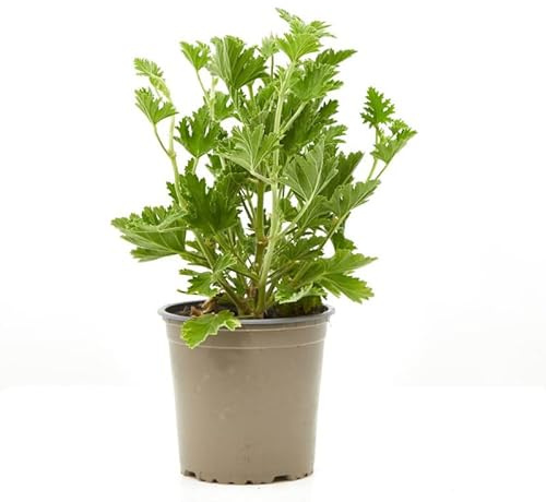 Geranio Citronela La Planta Aromática y Decorativa que Ahuyenta a los Mosquitos
