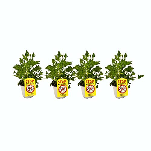 Geranio Citronela Set de 4 Plantas Vivas Que Ahuyentan los Mosquitos y Otros Insectos