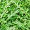 semillas de rúcula orgánica perenne semillas de hierbas de jardín semillas de rúcula resistentes plantas en macetas resistentes semillas de hortalizas tradicionales verduras de balcón 200pcs