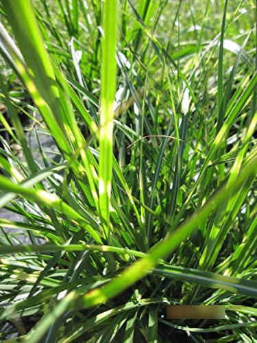 Miscanthus sinensis Little Strictus - Garten-Zebraschilf Little Strictus