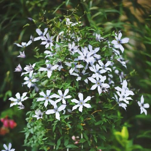 Clematis - klematis, zimmergewächshaus zwiebelblumen seltene winterharte stauden für pralle sonne kletterpflanzen gartenblumen zimmerbonsai hochbeete für garten gartendeko für draußen 3Zwiebeln