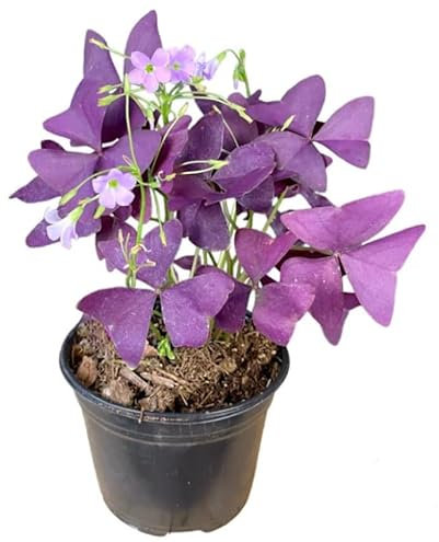Trébol Morado Planta de Interior Natural Perfecta para Atraer a la Buena Suerte
