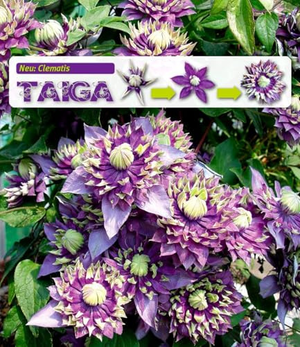 BALDUR Garten 2x Clematis Taiga®, Pflanzen im 11 cm-Topf | Eyecatcher in Beet & Kübel, Blüten über viele Monate, mehrjährig & winterhart bis ca. -15 °C, geringer Wasserbedarf