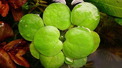 l'eau Hyancinth - Flottant en Direct Bassin Plante