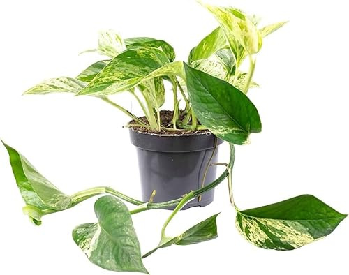 Potho Exótico Planta de Interior con Hojas Colgantes Naturales