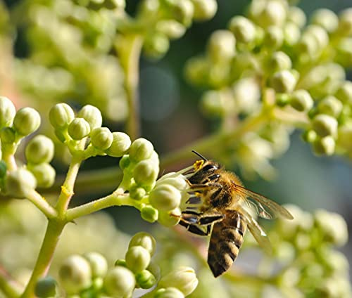 Bienenbaum, Tausendblütenstrauch, Euodia hupehensis, 80-100cm im Topf