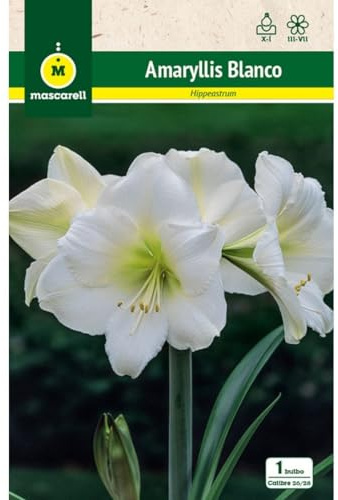Mascarell Semillas, AMARYLLIS BLANCO, Semillas Bulbosas, Bulbos de Flores Otoño/Primavera Fácil de Cultivar, Bolsa 1 Bulbo
