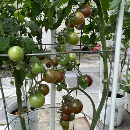 Cherry TomatenSamen, gemüsepflanzen alte sorten garten obstgarten exotische seltene obstpflanzen 60pcs