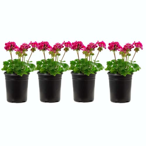 Flores Vivas Geranios de Exterior Pack de 4 Plantas Naturales