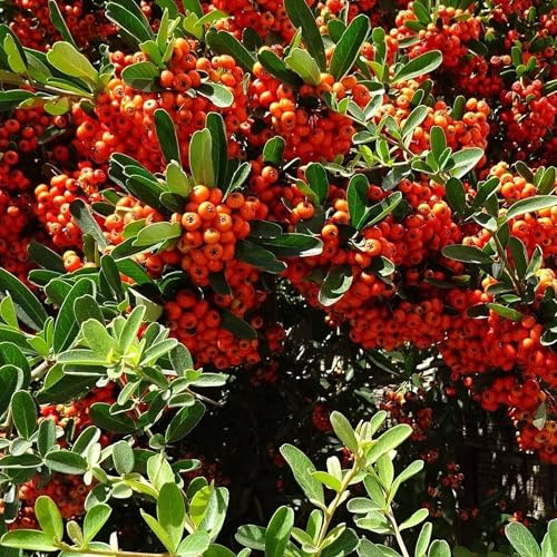 Vivai le Georgiche - Pianta vera di Pyracantha Mohave Agazzino 'Mohave' - vaso Ø 15 cm