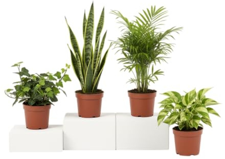 Pack Plus DECOALIVE: Chamaedorea Sansevieria Hiedra y Poto Plantas Naturales para Interiores Vivos